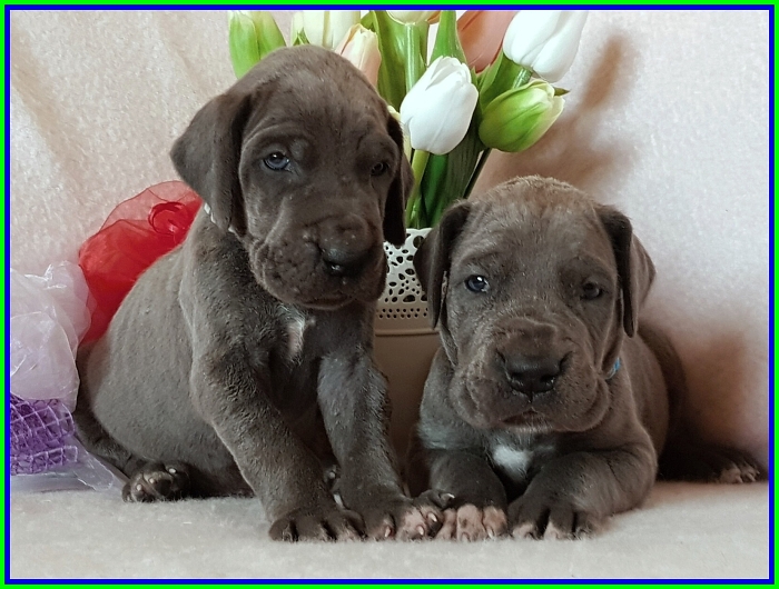 Litter Q - 3 weeks